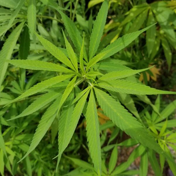 大麻花叶2